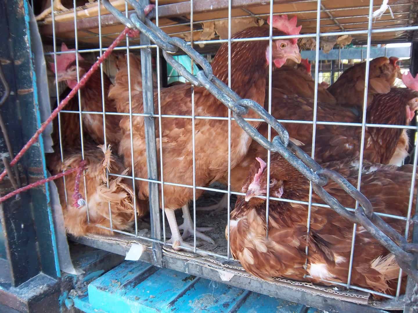 020 Κλωβοστοιχίες, συνεχείς παραβιάσεις από την Ελλάδα. Βίντεο ακτιβιστή από τα Μέγαρα