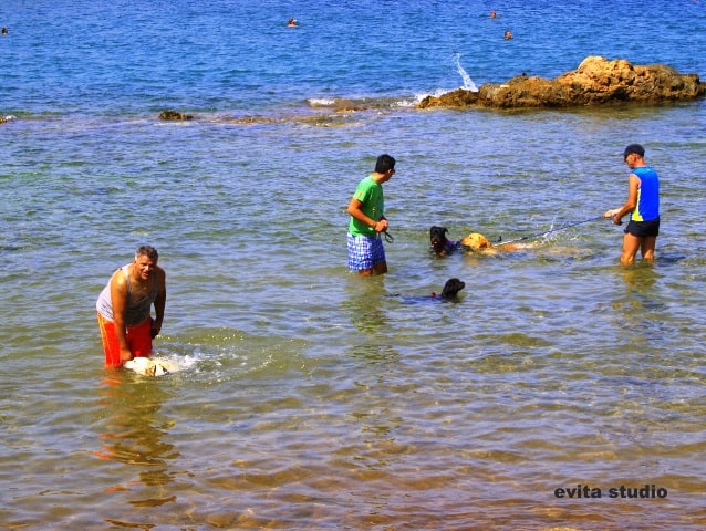 Το πρώτο πανελλαδικά DogBeachParty στα Χανιά!!