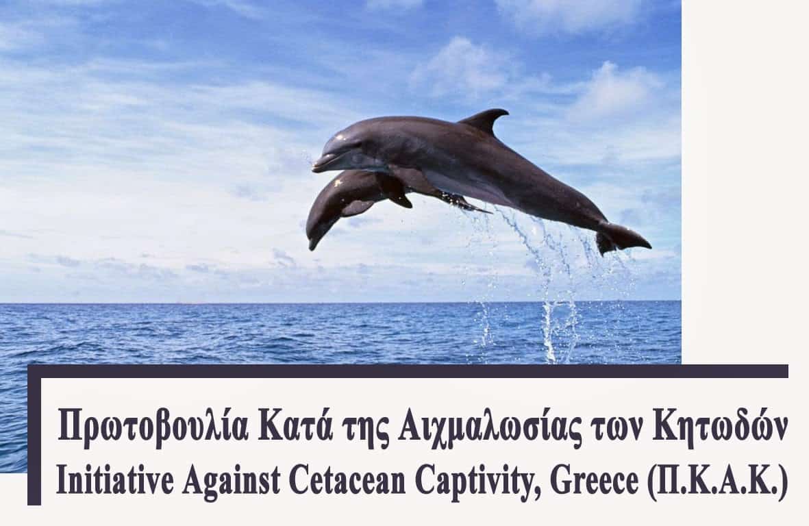 Η ΠΚΑΚ ζητά την απαγόρευση της αιχμαλωσίας των κητωδών χωρίς φωτογραφικές εξαιρέσεις.