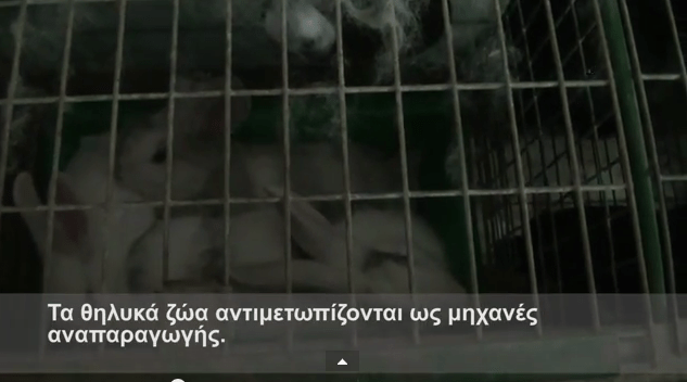 ΚΟΥΝΕΛΙΑ: ΤΑ ΞΕΧΑΣΜΕΝΑ ΖΩΑ. Δελτίο Τύπου της ΜΚΟ Compassion in World Farming (CIWF).