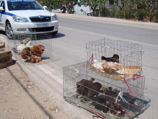 Υπαίθριο εμπόριο ζώων. Επιτρέπεται ή όχι; Ολοκληρωμένο Νομικό Βοήθημα.