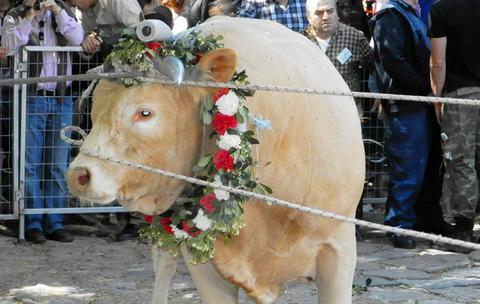 Κατάργηση τελετουργικής σφαγής του ταύρου στο Μανταμάδω της Λέσβου από την Π.Φ.Π.Ο.