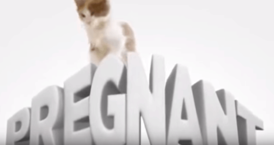 Καμπάνια του Φ.Σ. Χανίων για την υπεύθυνη απόφαση στείρωσης του κατοικιδίου μας