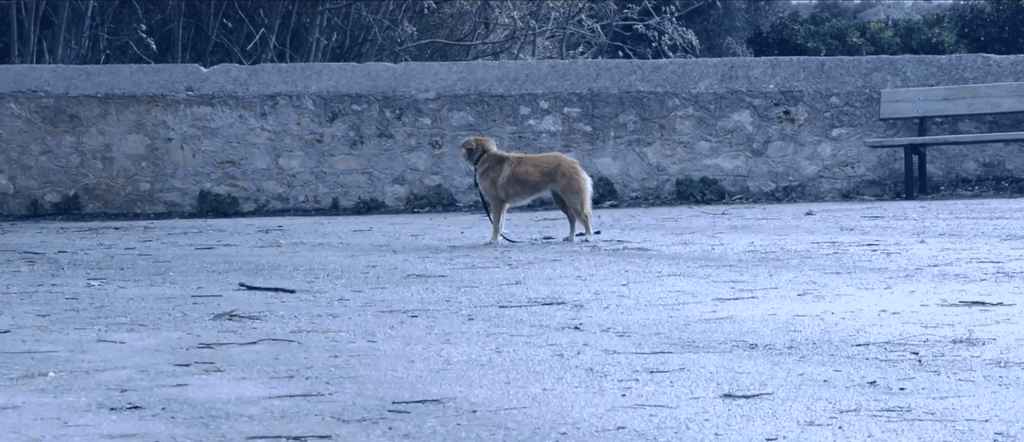 Clipboard03 “Η ΟΜΠΡΕΛΑ” Ταινία μικρού μήκους για την εγκατάληψη