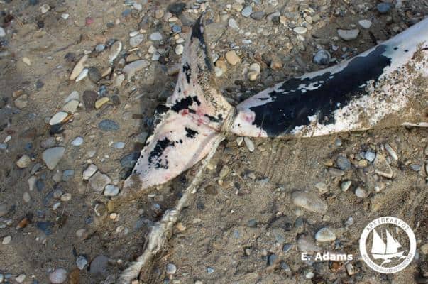 Θανάτωση δελφινιού σε μία κατ’ ευφημισμόν πολιτισμένη χώρα / The killing of a dolphin in a so called civilized country