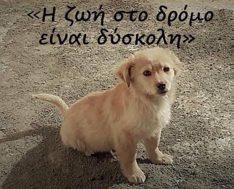 Γιατί το υπουργείο Αγροτικής Ανάπτυξης δεν ενδιαφέρεται για τα ζώα; – Γιατί έτσι.