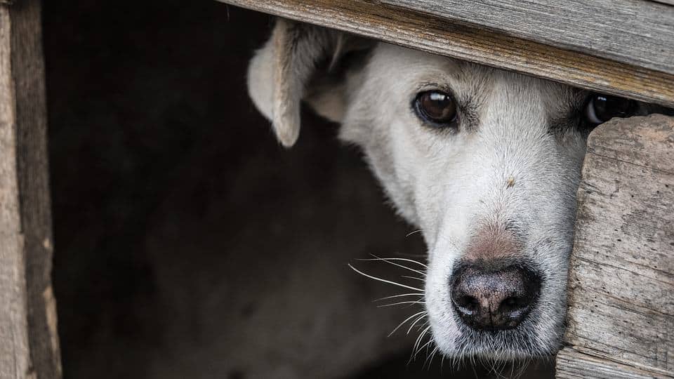 MUNICIPAL KENNEL IN KOMOTINI 2018: ANOTHER PLACE WITH APPALLING CONDITIONS FOR ANIMALS