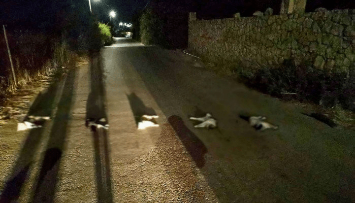 Ρεπορτάζ στην ΕΡΤ για το έγκλημα με τις γάτες και συνέντευξη της κ. Μπομπολάκη