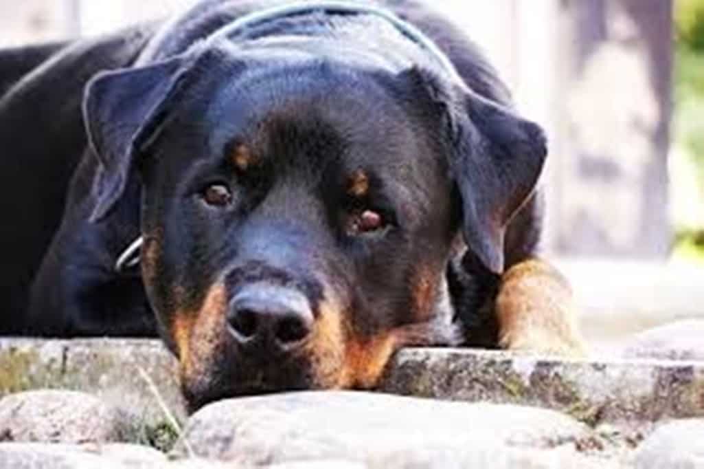 Με αφορμή το τραγικό περιστατικό του μωρού με το ροτβάιλερ / Following the tragic incident of possible involvement of a rotweiller in a baby’s death