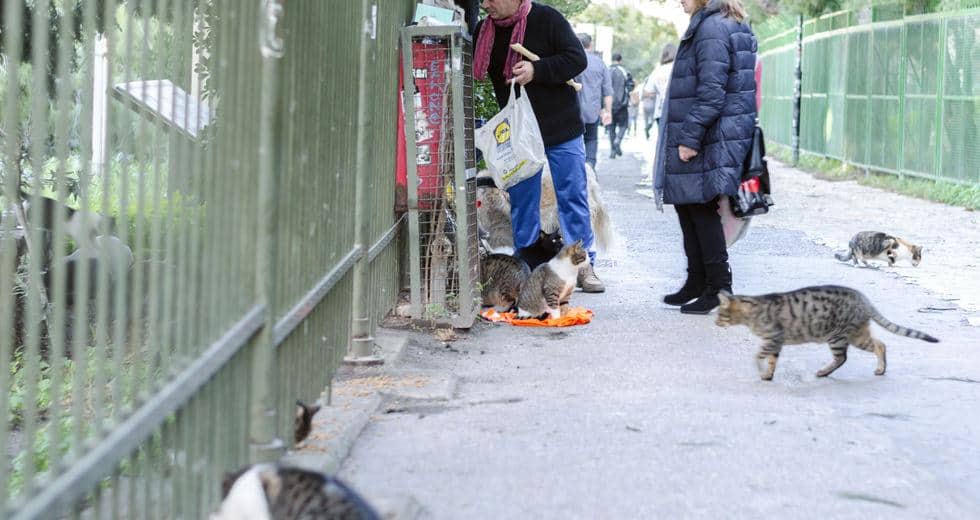 Ποινικοποιούν την σίτιση των αδέσποτων