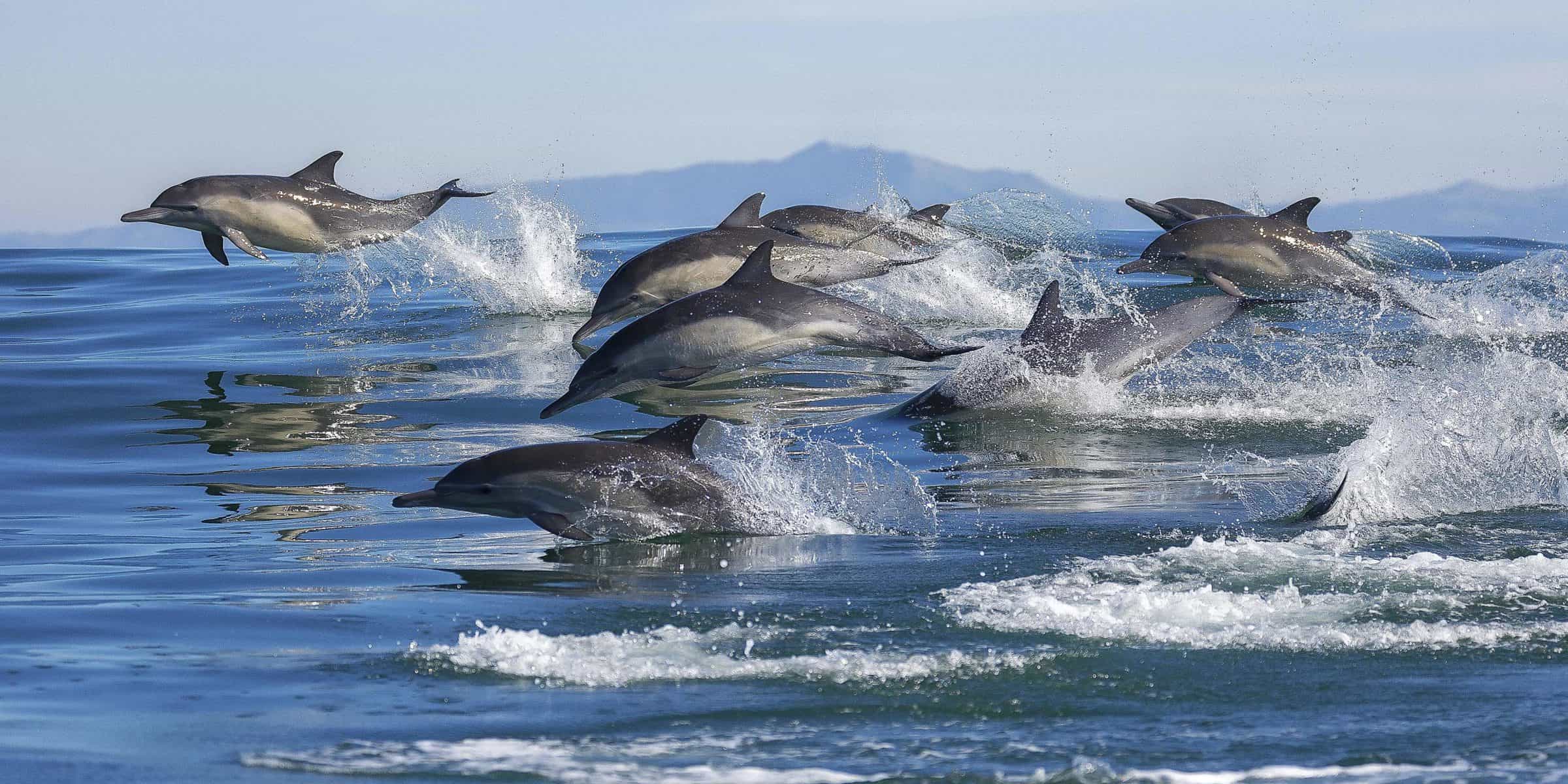 Another three dolphins at Zoological Attica Park’s dolphinarium!