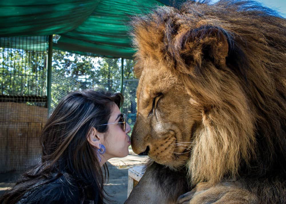 Ξέρεις Τι Είναι Το Canned Hunting? Δηλαδή Το Κονσερβοποιημένο Κυνήγι;