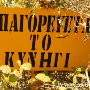 Λαθροθηρία στην Κύθνο µε ολέθρια αποτελέσµατα – Poaching in Kythnos with disastrous results