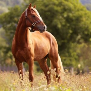 Υπεγράφη η κοινή υπουργική απόφαση που καθιστά υποχρεωτική πλέον για τους ιδιοκτήτες όλων των ιπποειδών την σήμανση και το βιβλιάριο – διαβατήριο τους