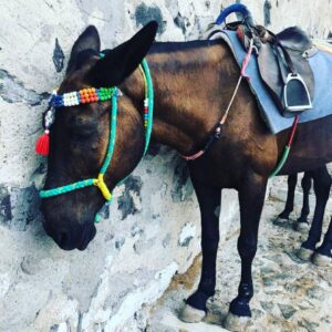 Δημοσιεύτηκε στη Εφημερίδα της Κυβέρνησης στις 09 Μαρτίου η κοινή Υπουργική Απόφαση /φεκ903/09/0321 “για τη θέσπιση κανόνων σχετικά με τις μεθόδους αναγνώρισης των ιπποειδών (κανονισμός διαβατηρίου ιπποειδών) “ – The joint Ministerial Decision / fec903 / 09/0321 “on the establishment of rules on the methods of identification of equines (equine passport regulation)” was published in the Government Gazette on 09 March.