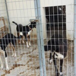 Τα συμπεράσματα που αποκομίσαμε από την διαδικτυακή συνάντηση με τον Δήμαρχο Σερρών κ. Χρυσάφη, τον αρμόδιο Αντιδήμαρχο κ. Δινάκη και τους 3 φιλοζωικούς συλλόγους του Δήμου Σερρών. – Conclusions from the online meeting with the Mayor of Serres Mr Chrysafis, the Deputy Mayor with responsibility, Mr. Dinakis and the 3 animal welfare associations of the Municipality of Serres.