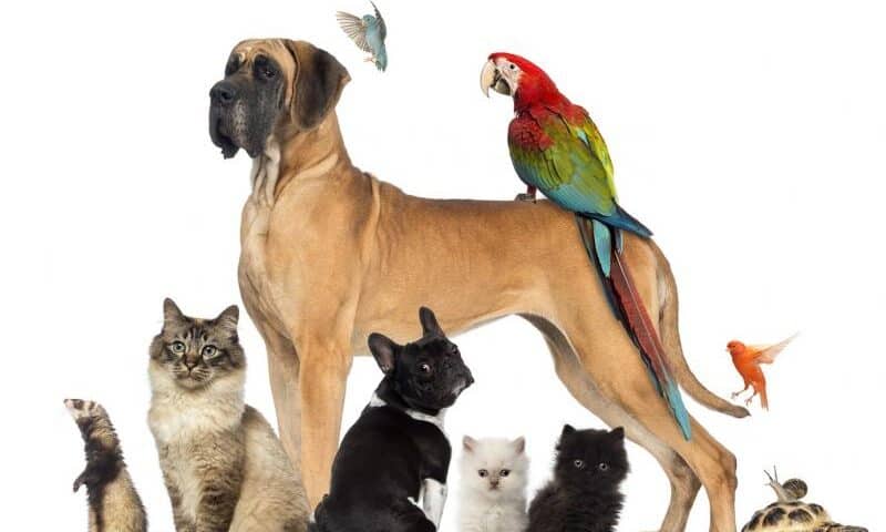 pets Οι Δήμοι δήλωσαν την στήριξή τους στο νομοσχέδιο για τα ζώα συντροφιάς στην μεγάλη και επιτυχημένη διαδικτυακή Ημερίδα της ΠΦΠΟ, όπου αναλύθηκαν οι προτάσεις της όσον αφορά την διαχείριση των αδέσποτων ζώων -The Municipalities have expressed their support for the bill for pets at the large and successful online Conference of PFPO, where its proposals regarding the management of stray animals were put down and analyzed.