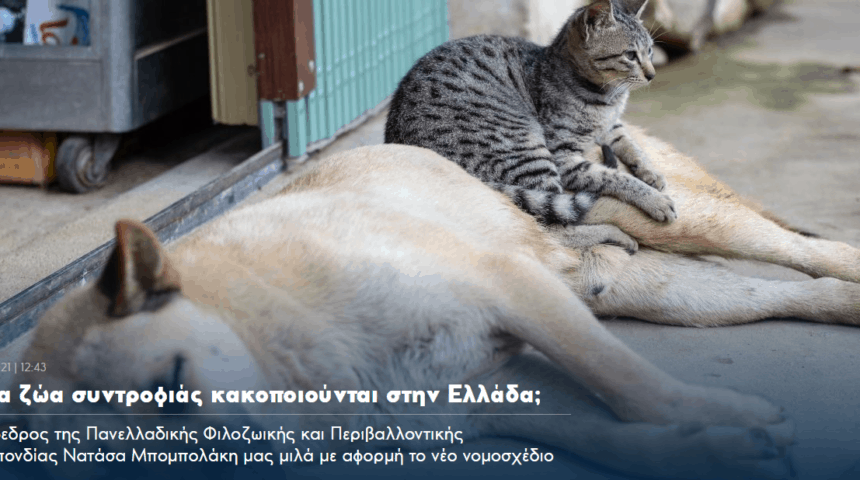 Στιγμιότυπο οθόνης 2021-03-08 082855 Συνέντευξη της Νατάσας Μπομπολάκη, Πρόεδρο της Πανελλαδικής Φιλοζωικής και Περιβαλλοντικής Ομοσπονδίας για το νέο νομοσχέδιο για την προστασία των ζώων.