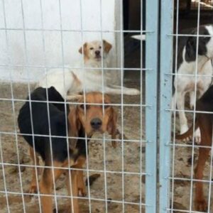 Διαδικτυακή  συνάντηση της ΠΦΠΟ με τον Δήμαρχο Σερρών κ. Χρυσάφη, τον αρμόδιο Αντιδήμαρχο κ. Δινάκη και τους 3 φιλοζωικούς συλλόγους του Δήμου Σερρών.