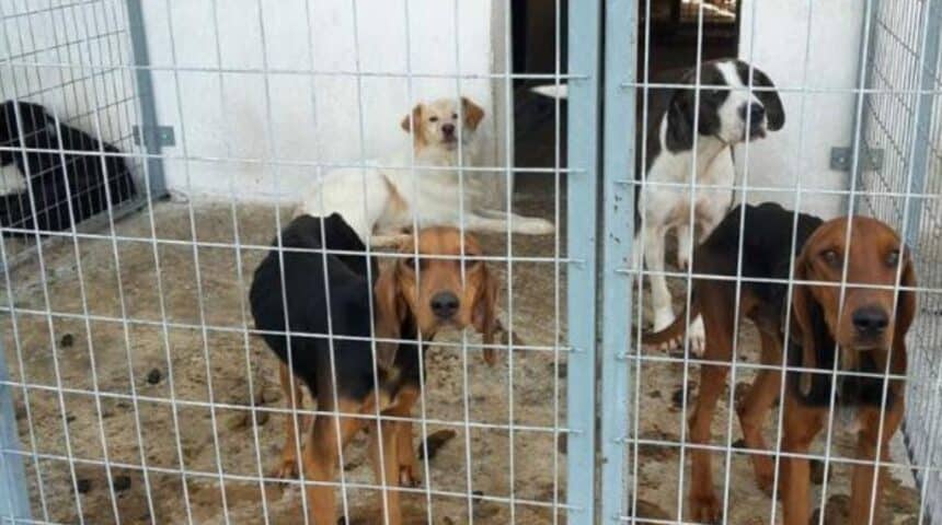 kynokomeio_serres-1 Διαδικτυακή συνάντηση της ΠΦΠΟ με τον Δήμαρχο Σερρών κ. Χρυσάφη, τον αρμόδιο Αντιδήμαρχο κ. Δινάκη και τους 3 φιλοζωικούς συλλόγους του Δήμου Σερρών.
