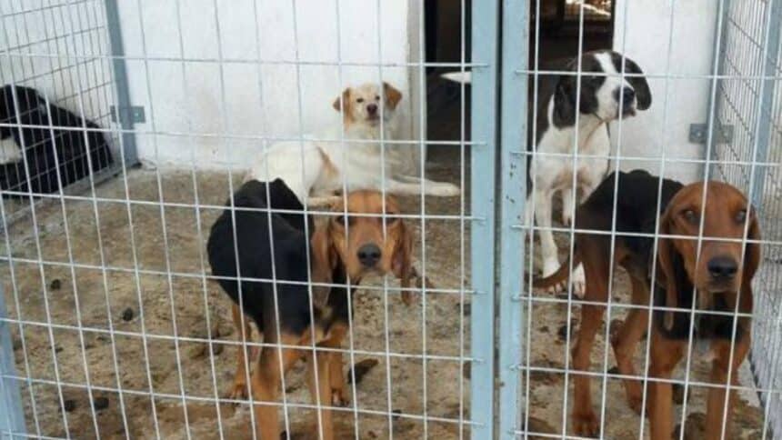 Διαδικτυακή  συνάντηση της ΠΦΠΟ με τον Δήμαρχο Σερρών κ. Χρυσάφη, τον αρμόδιο Αντιδήμαρχο κ. Δινάκη και τους 3 φιλοζωικούς συλλόγους του Δήμου Σερρών.