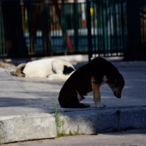 SOS για τα ζώα συντροφιάς: Γιατί αυξήθηκαν τα αδέσποτα και πώς τα προστατεύει το νέο νομοσχέδιο