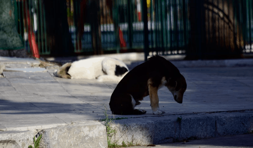 Στιγμιότυπο οθόνης 2021-04-06 090705 SOS για τα ζώα συντροφιάς: Γιατί αυξήθηκαν τα αδέσποτα και πώς τα προστατεύει το νέο νομοσχέδιο