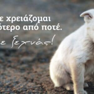 Δελτίο Τύπου: Η θέση της Π.Φ.Π.Ο. για το υπό Διαβούλευση Νομοσχέδιο για τα ζώα συντροφιάς.