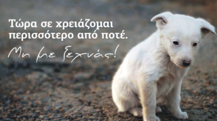 Σκυλιά-Αδέσποτα Δελτίο Τύπου: Η θέση της Π.Φ.Π.Ο. για το υπό Διαβούλευση Νομοσχέδιο για τα ζώα συντροφιάς.