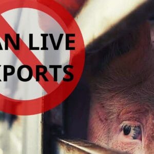 #BanLiveExports.