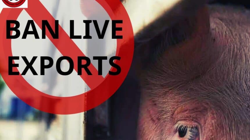 1 #BanLiveExports. #BanLiveExports.