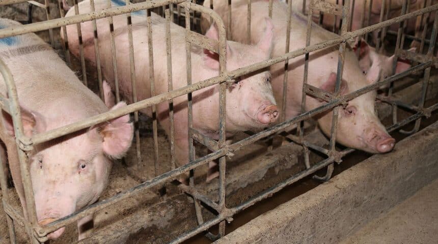 199341067_1417648298606277_2004849713428263064_n End the Cage Age! Το ΕΚ υπέρ της πρωτοβουλίας πολιτών για σταδιακή κατάργηση των κλουβιών στην κτηνοτροφία