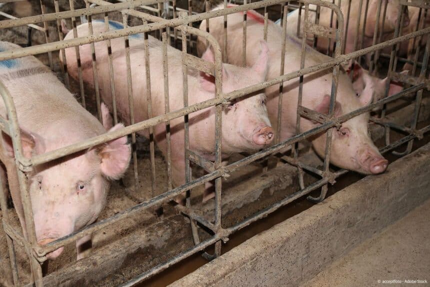 End the Cage Age! Το ΕΚ υπέρ της πρωτοβουλίας πολιτών για σταδιακή κατάργηση των κλουβιών στην κτηνοτροφία