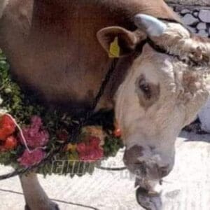 Νέα επιστολή της ΠΦΠΟ προς τις Αρχές της Λέσβου: Γιατί δεν τηρήθηκε από την Εισαγγελία Πρωτοδικών Μυτιλήνης και το Α.Τ. Μυτιλήνης η νομοθεσία και επετράπη η παράνομη τήρηση του εθίμου διαπόμπευσης του ταύρου στη Λέσβο;
