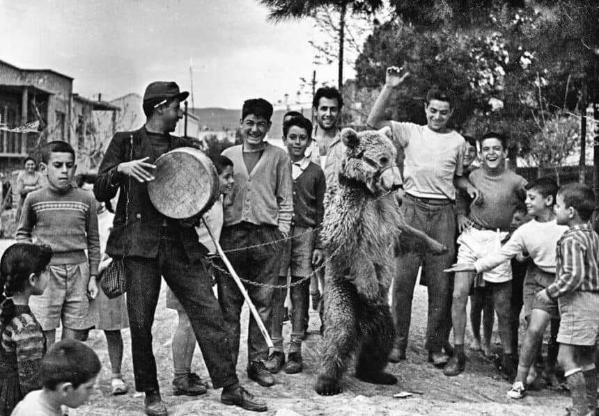 Όπως παλιά, με τις αλυσοδεμένες αρκούδες! Απάντηση-γνωμοδότηση του καθηγητή της Κτηνιατρικής Σχολής Αριστοτελείου Πανεπιστήμιου  Θεσσαλονίκης Γεώργιου Αρσένου για τη βαρβαρότητα του “εθίμου” του Ταύρου στη Μυτιλήνη.