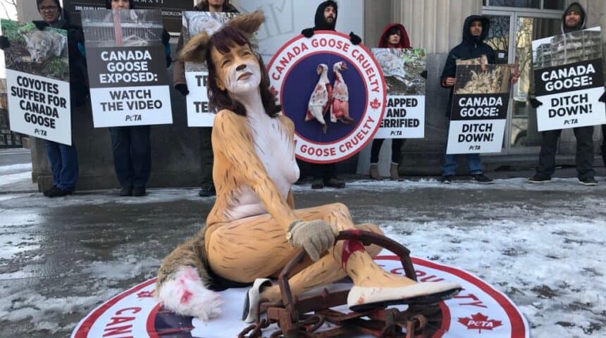 65464 Η Canada Goose Τερματίζει Την Χρήση Γούνας.