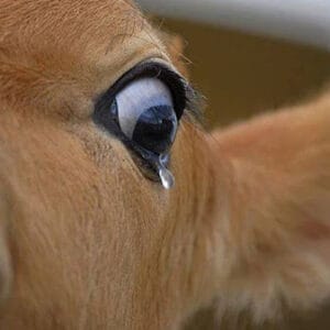 Τι κάνουμε όταν σφάζονται οικόσιτα ζώα σε αυλές, χωράφια κλπ. Είναι αδίκημα; Το καταγγέλλουμε; Τι γράφουμε στη μήνυση ή καταγγελία;
