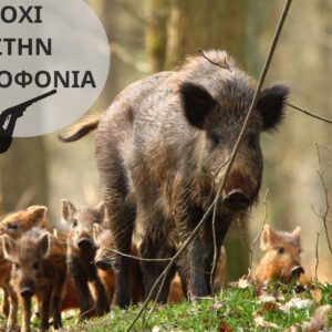 176 φιλοζωικές και περιβαλλοντικές οργανώσεις και εκατοντάδες πολίτες ζητούν από τον Υφυπουργό ΥΠΕΝ  και το δασαρχείο Πεντέλης την ακύρωση της απόφασης για την μείωση (δολοφονία) του πληθυσμού αγριόχοιρων με παγάνα, κυνηγετικούς σκύλους και όπλα στην περιοχή Εκάλης-Διονύσου  176 animal welfare and environmental organizations and hundreds of citizens ask the Deputy Minister RIS and the Penteli Forest Service to annul the decision to reduce (kill) the wild boar population with pagans, hounds and weapons in the area of ​​Ekali-Dionysos