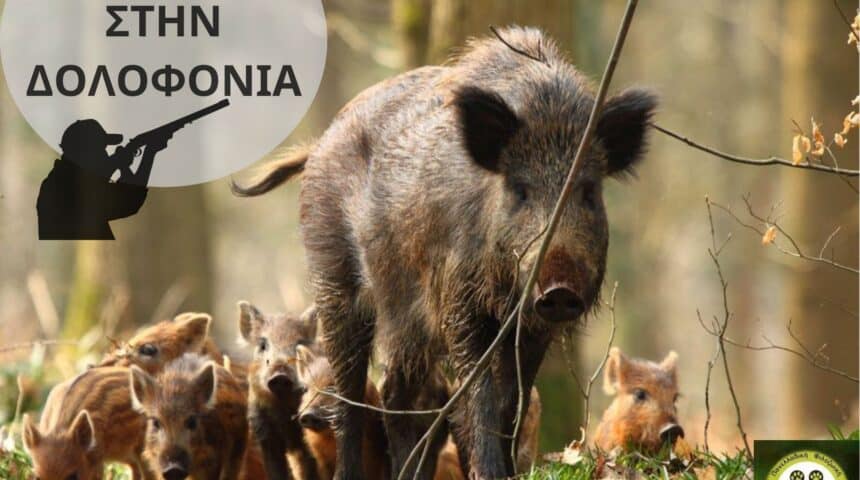 176 φιλοζωικές και περιβαλλοντικές οργανώσεις και εκατοντάδες πολίτες ζητούν από τον Υφυπουργό ΥΠΕΝ  και το δασαρχείο Πεντέλης την ακύρωση της απόφασης για την μείωση (δολοφονία) του πληθυσμού αγριόχοιρων με παγάνα, κυνηγετικούς σκύλους και όπλα στην περιοχή Εκάλης-Διονύσου  176 animal welfare and environmental organizations and hundreds of citizens ask the Deputy Minister RIS and the Penteli Forest Service to annul the decision to reduce (kill) the wild boar population with pagans, hounds and weapons in the area of ​​Ekali-Dionysos