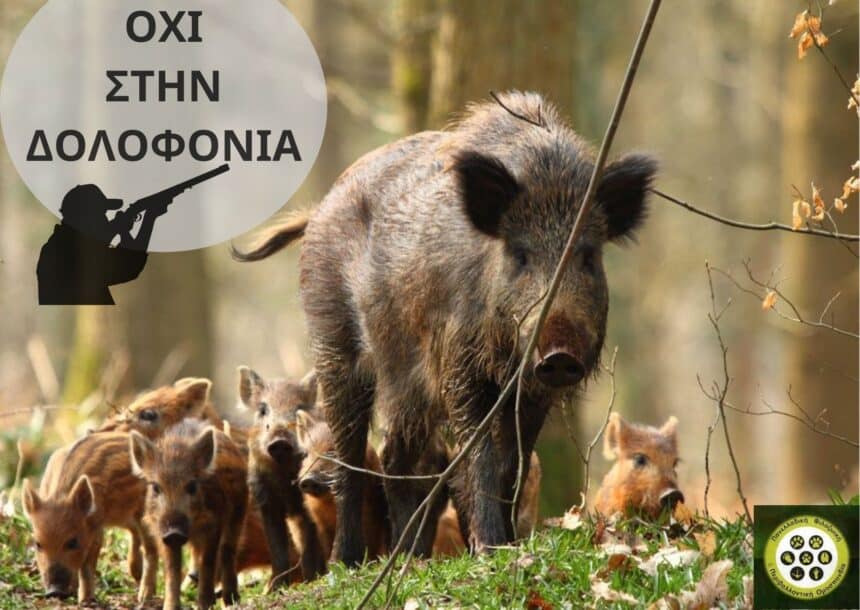 176 φιλοζωικές και περιβαλλοντικές οργανώσεις και εκατοντάδες πολίτες ζητούν από τον Υφυπουργό ΥΠΕΝ  και το δασαρχείο Πεντέλης την ακύρωση της απόφασης για την μείωση (δολοφονία) του πληθυσμού αγριόχοιρων με παγάνα, κυνηγετικούς σκύλους και όπλα στην περιοχή Εκάλης-Διονύσου  176 animal welfare and environmental organizations and hundreds of citizens ask the Deputy Minister RIS and the Penteli Forest Service to annul the decision to reduce (kill) the wild boar population with pagans, hounds and weapons in the area of ​​Ekali-Dionysos