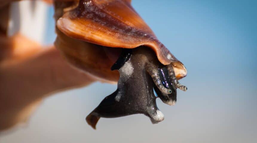1200-469390848-conch-shell Παράνομο Να Μαζεύουμε Κοχύλια, Πέτρες και Άμμο Από Τις Παραλίες Illegal To Collect Shells, Stones and Sand from the Beaches