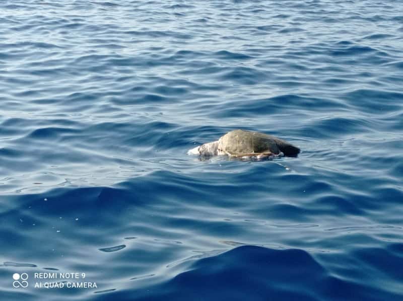 Νεκρές Χελώνες από Προπέλες Σκαφών. Έκκληση ΠΦΠΟ για Ελέγχους και Εφαρμογή Νομοθεσίας για την Προστασία των Θαλάσσιων Χελωνών Dead Turtles from Boat Propellers. PFPO Appeal for Controls and Enforcement of Legislation for the Protection of Sea Turtles