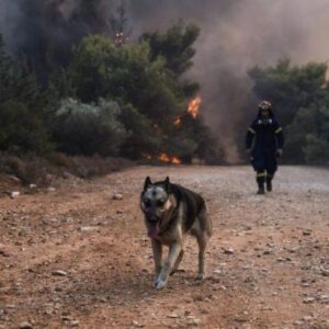 Συνέντευξη τ Συνέντευξη της ΠΦΠΟ και της Νατάσας Μπομπολάκη  στο  Thesstoday.gr και τον Αντώνη Τσολναρά για τα μεγάλα θέματα που αφορούν τα ζώα που ανέδειξαν με τραγικό τρόπο γι’ αυτά οι καταστροφικές πυρκαγιές