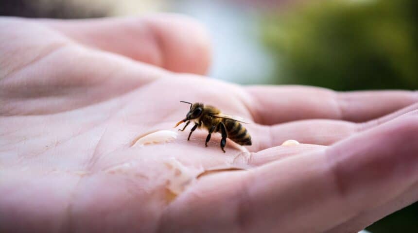 Background-Bee-Drinking-on-Hand Πως Μπορούμε να Βοηθήσουμε τις Μέλισσες σε Κοντινές Περιοχές Πυρκαγιών.