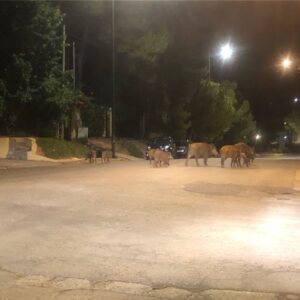 Πως μπήκαν τα “αγριογούρουνα” στη ζωή μας η πως μπήκαμε εμείς στη δική τους ζωή;