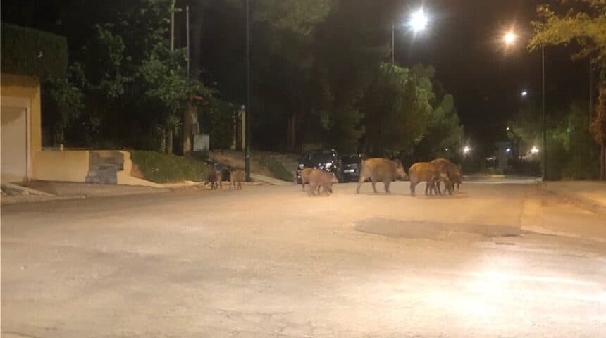 Πως μπήκαν τα “αγριογούρουνα” στη ζωή μας η πως μπήκαμε εμείς στη δική τους ζωή;
