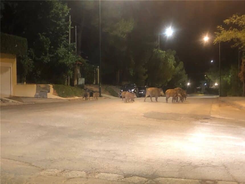 Πως μπήκαν τα “αγριογούρουνα” στη ζωή μας η πως μπήκαμε εμείς στη δική τους ζωή;