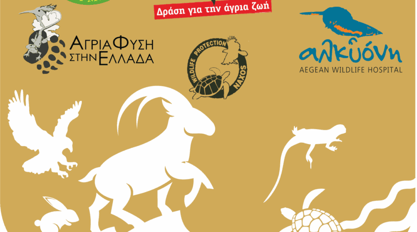 ΠΑΝΕΛΛΗΝΙΟ ΔΙΚΤΥΟ ΛΟΓΟΤΥΠΟ τετράγωνο (1) (1) SaveWild , Πανελλήνιο Δίκτυο Προστασίας Άγριας Ζωής.