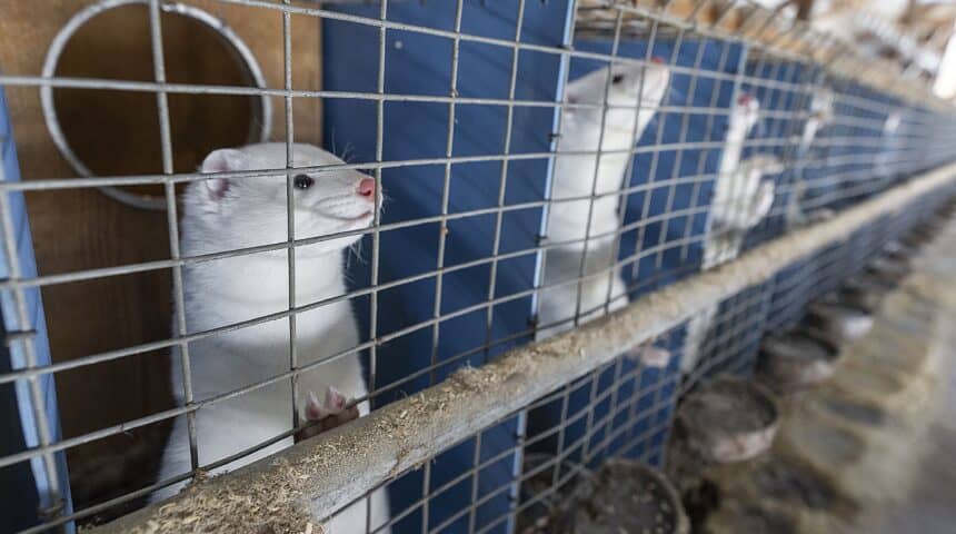BTIL3C65LRDGRPA7QN4MH3N2BE Αναστολή Εργασιών Κατασκευής Εκτροφείων Μινκ Στα Κορέστεια Με Απόφαση ΣΤΕ