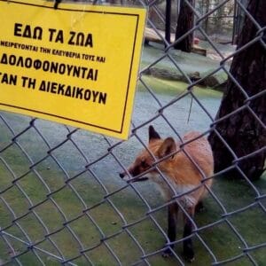Επίκαιρη ερώτηση κατέθεσε ο βουλευτής του ΜεΡΑ 25 Κρίτωνας Αρσένης στην Υπουργό  Παιδείας σχετικά με την πρόταση της ΠΦΠΟ για απαγόρευση επίσκεψης μαθητών/τριών της Πρωτοβάθμιας και Δευτεροβάθμιας Εκπαίδευσης στο Αττικό Ζωολογικό Πάρκο και σε άλλους παρόμοιους χώρους